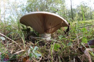 Lactarius controversus (6) (1200 x 800).jpg_product_product